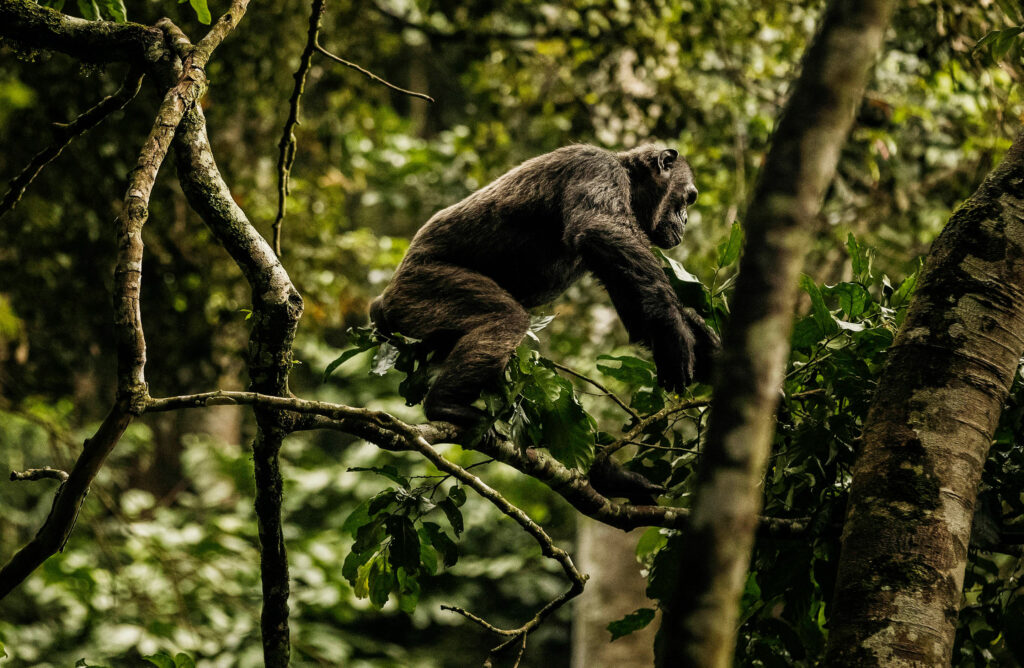 Chimpanzee on safari with Wandering Thru.