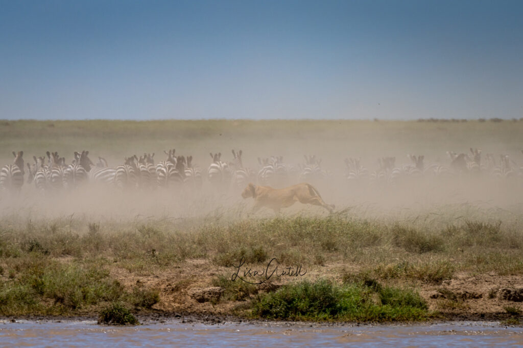 Lions hunting at Namiri Plains