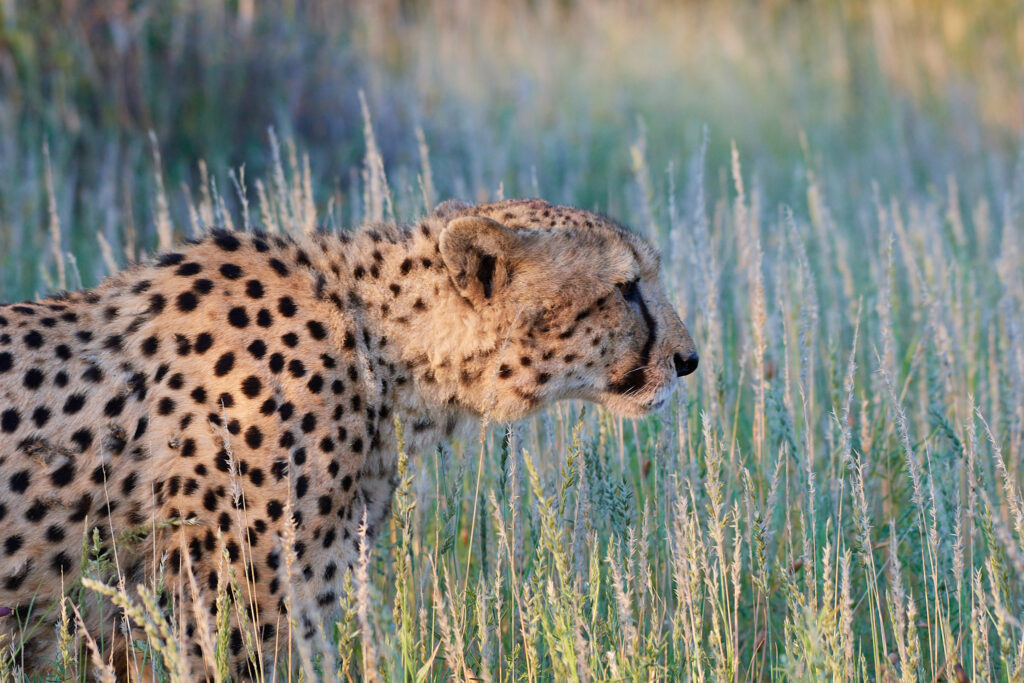 Cheetah spotted during game drive at Tswalu