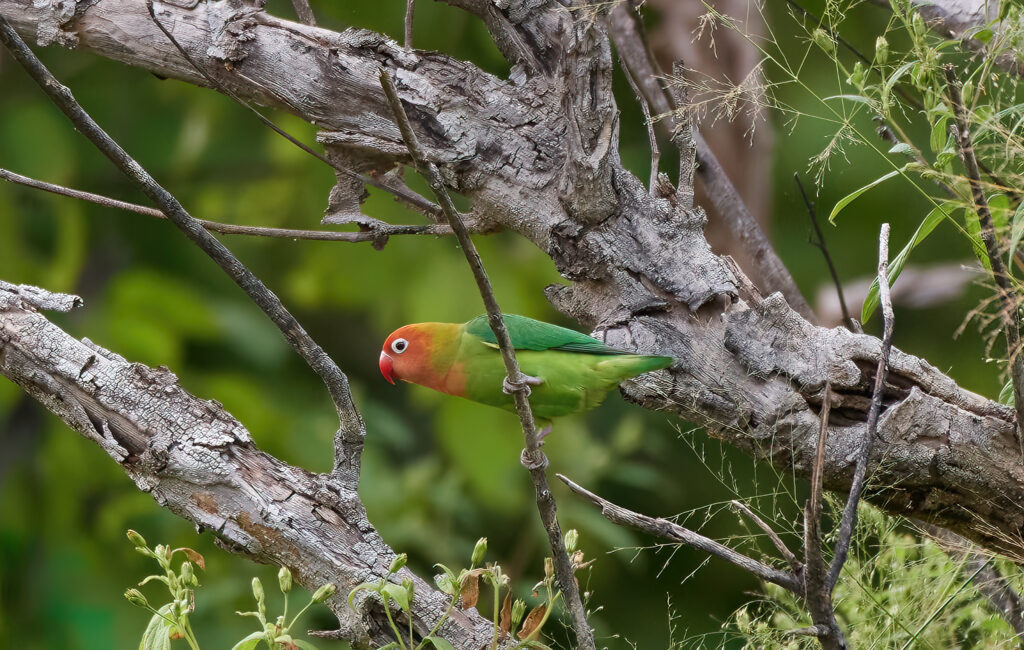 Lilians Lovebird in Mana Pools