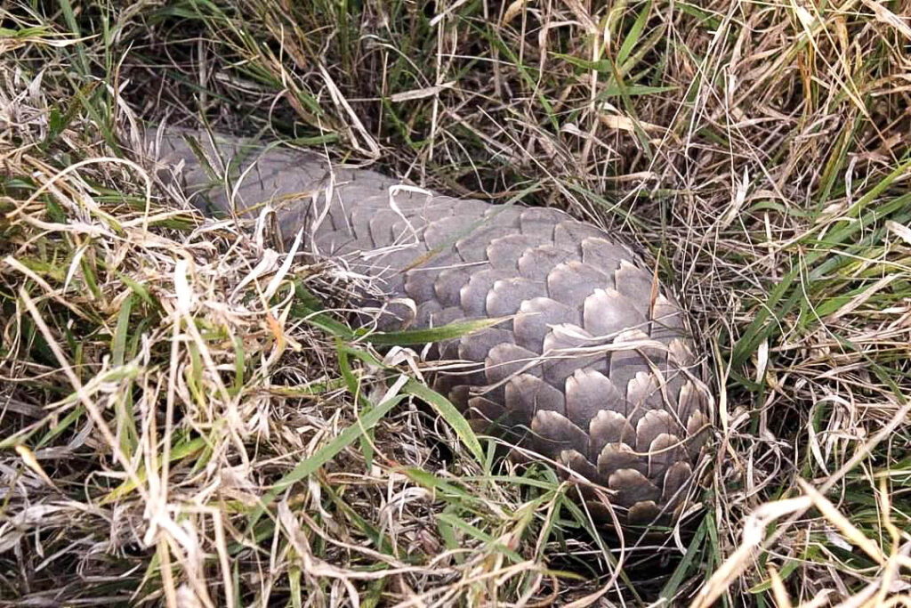 Pangolin on WanderingThru Safari