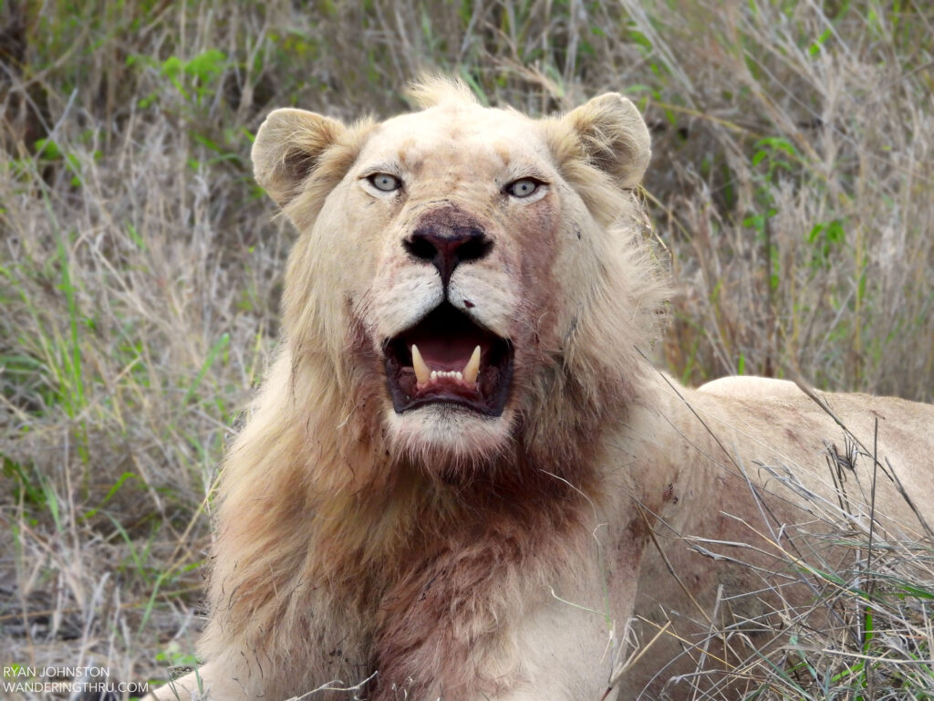 White lion spotted during a WanderingThru Privately guided safari