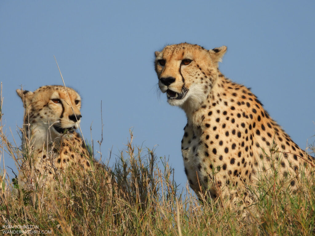 Cheetas in Manyeleti