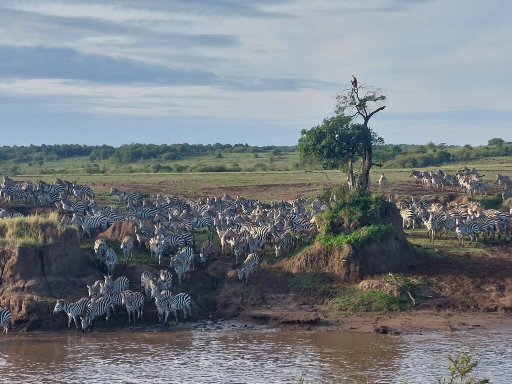Kenya safari with Wandering Thru