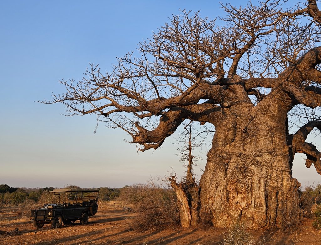 Baobab on safari with Wandering Thru.