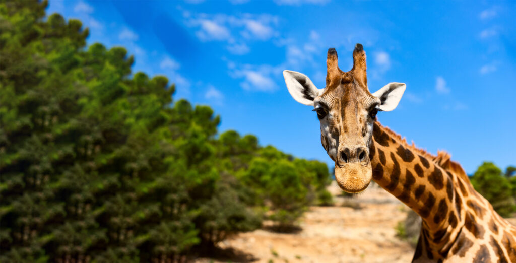 Giraffe : Walking with heads above the trees. African safari with Wandering Thru