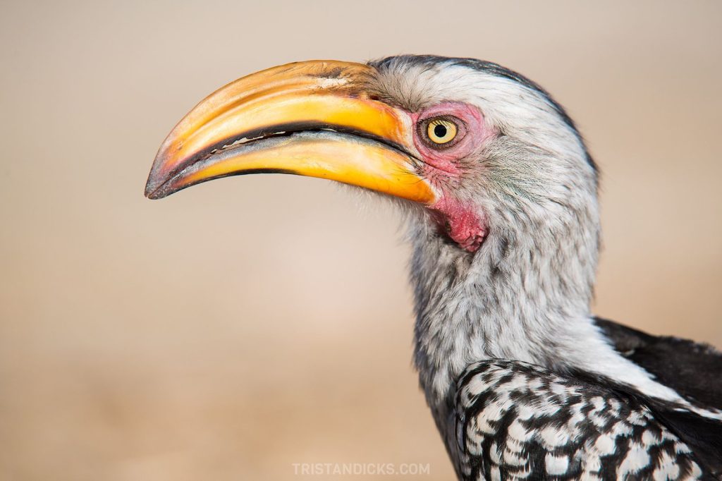 Birding on safari with Wandering Thru