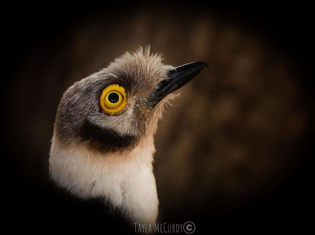 Shrike on safari with Wandering Thru.