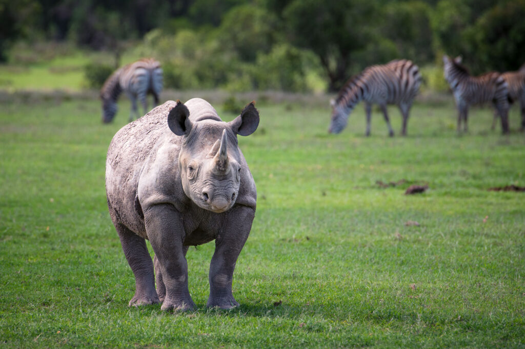 Kenya safari with Wandering Thru