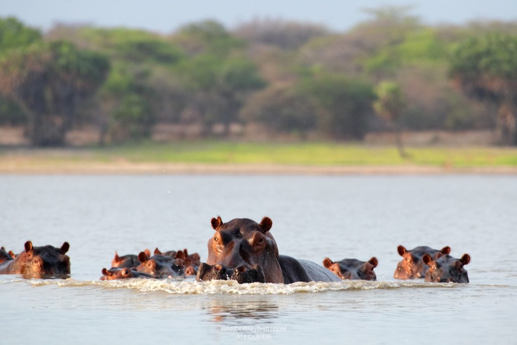 Hippo on safari with Wandering Thru.