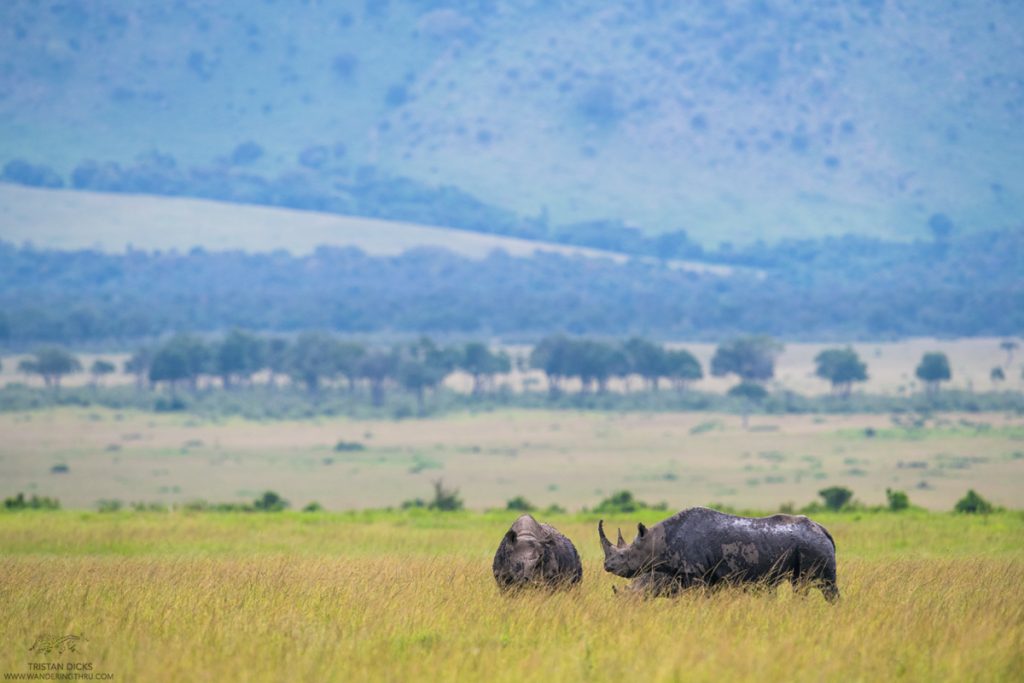 Black rhino on safari in Kenya with Wandering Thru