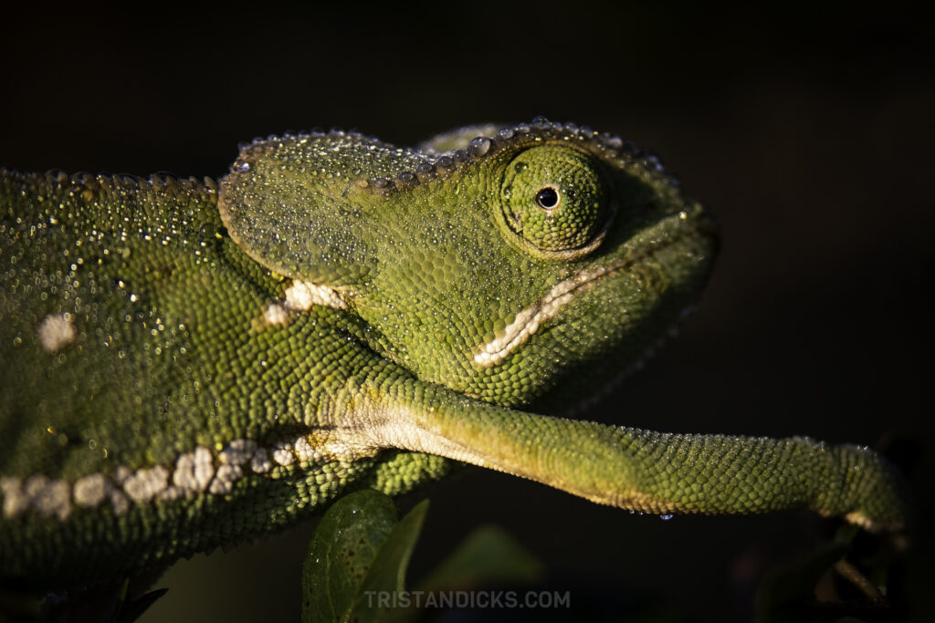 Chameleon on safari with Wandering Thru in Africa