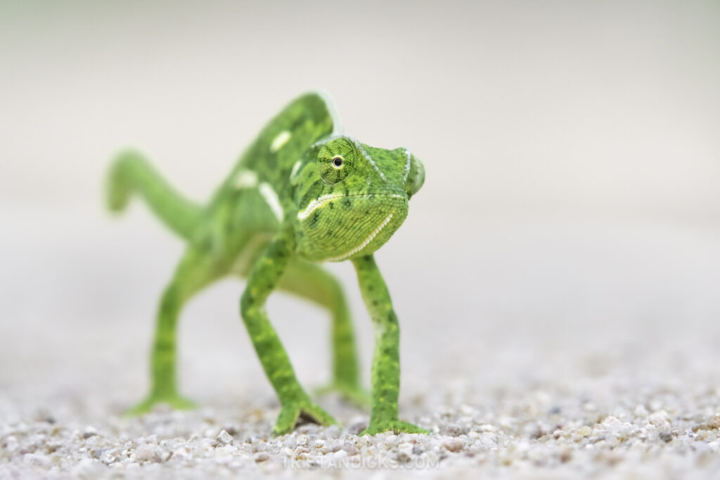 Chameleon on safari with Wandering Thru in Africa
