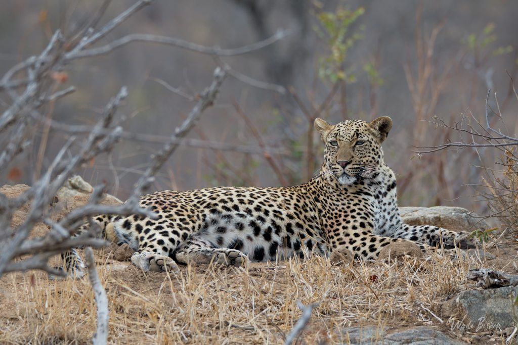 Leopard on safari withe Wandering Thru.