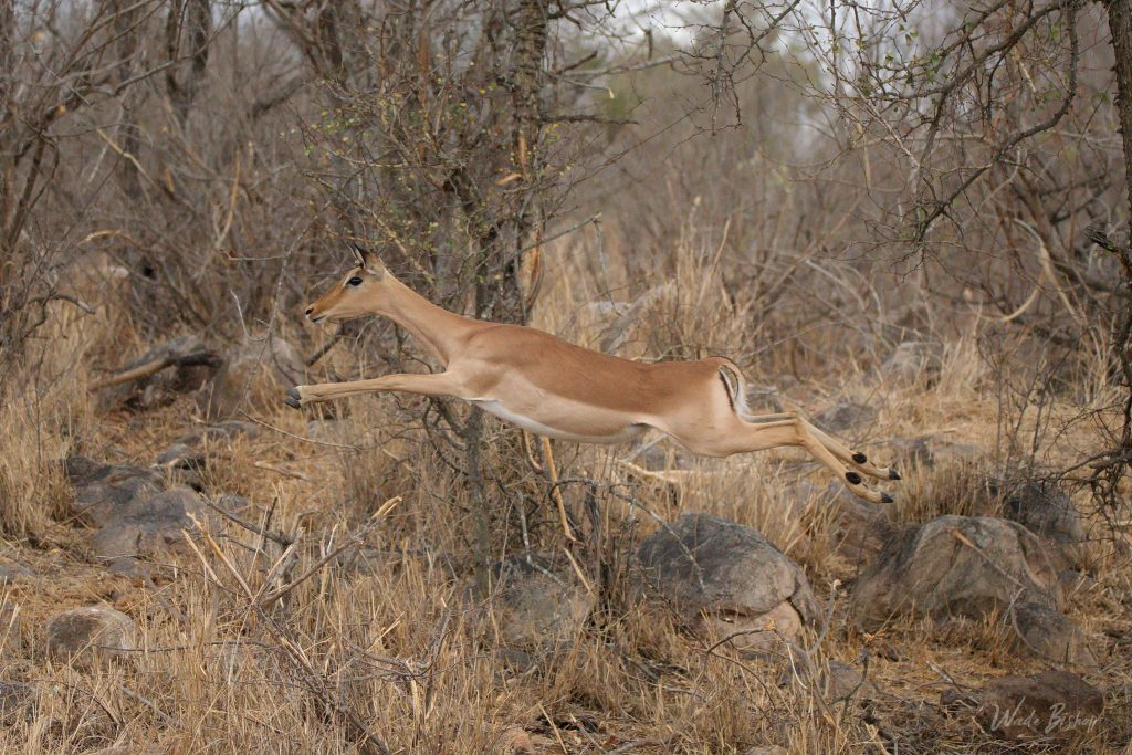 Impala on safari with Wandering Thru.