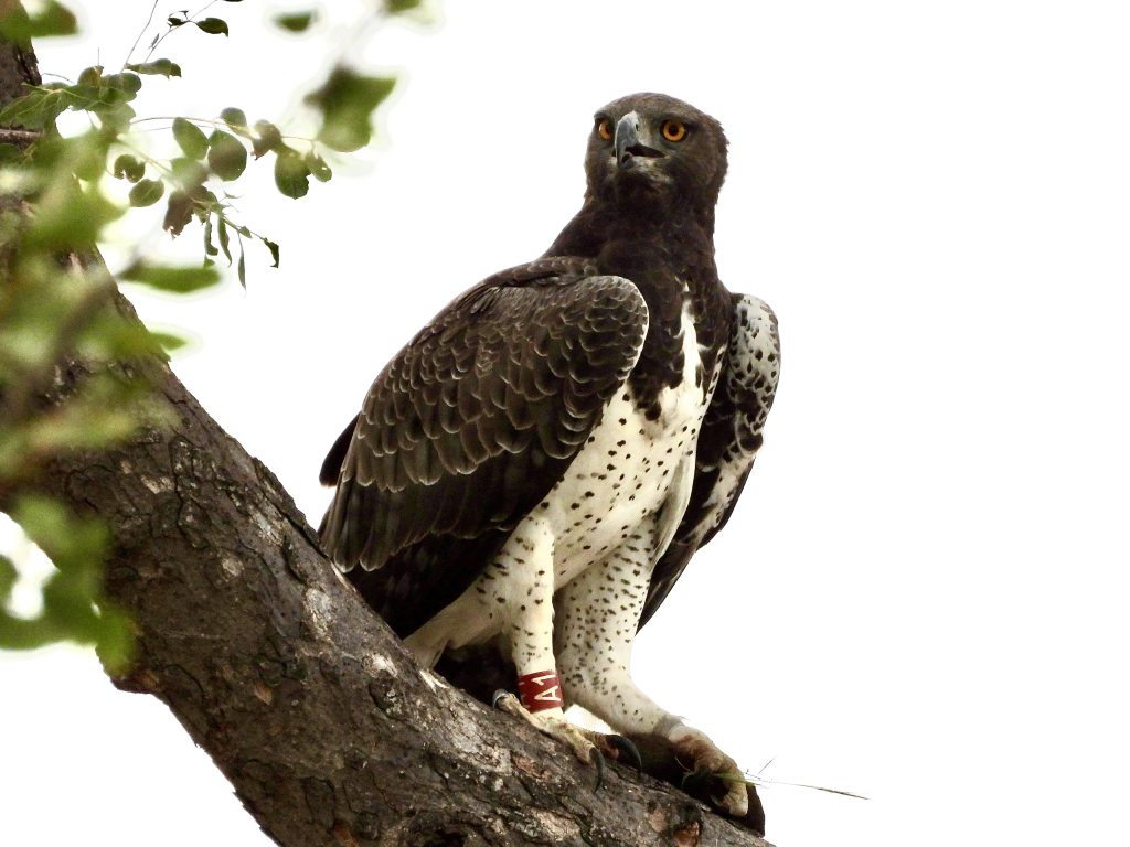 Martial eagle on safari with Wandering Thru.