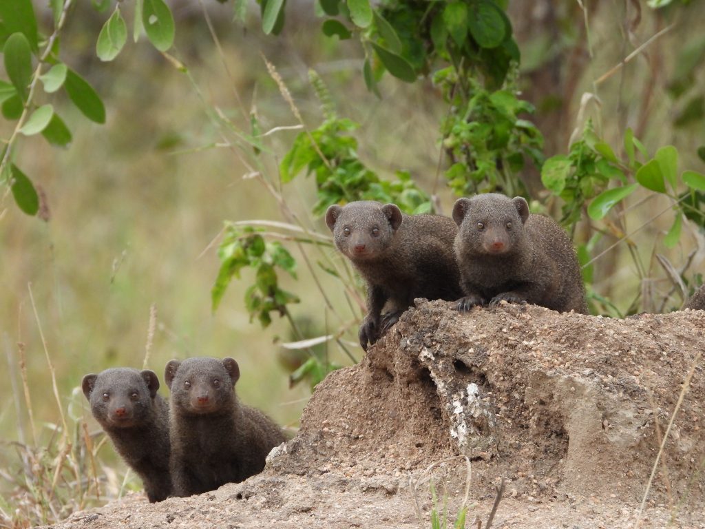 Mongoose on safari with Wandering Thru.