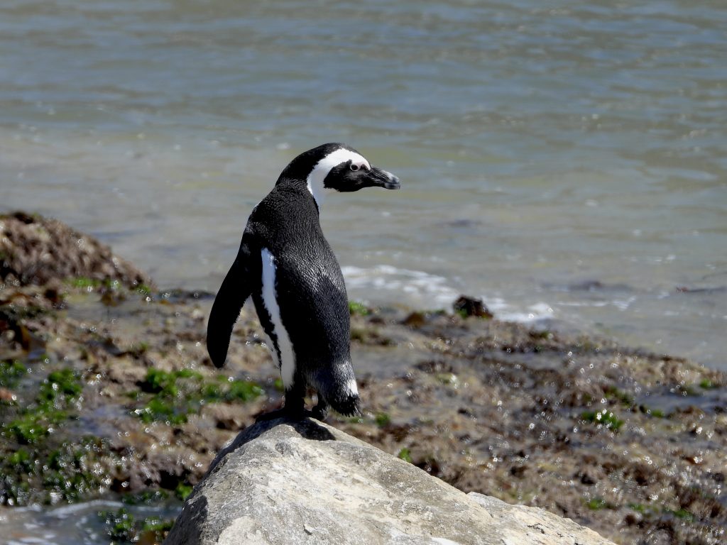 Africa Penguins in Cape Town on safari with WanderingThru.