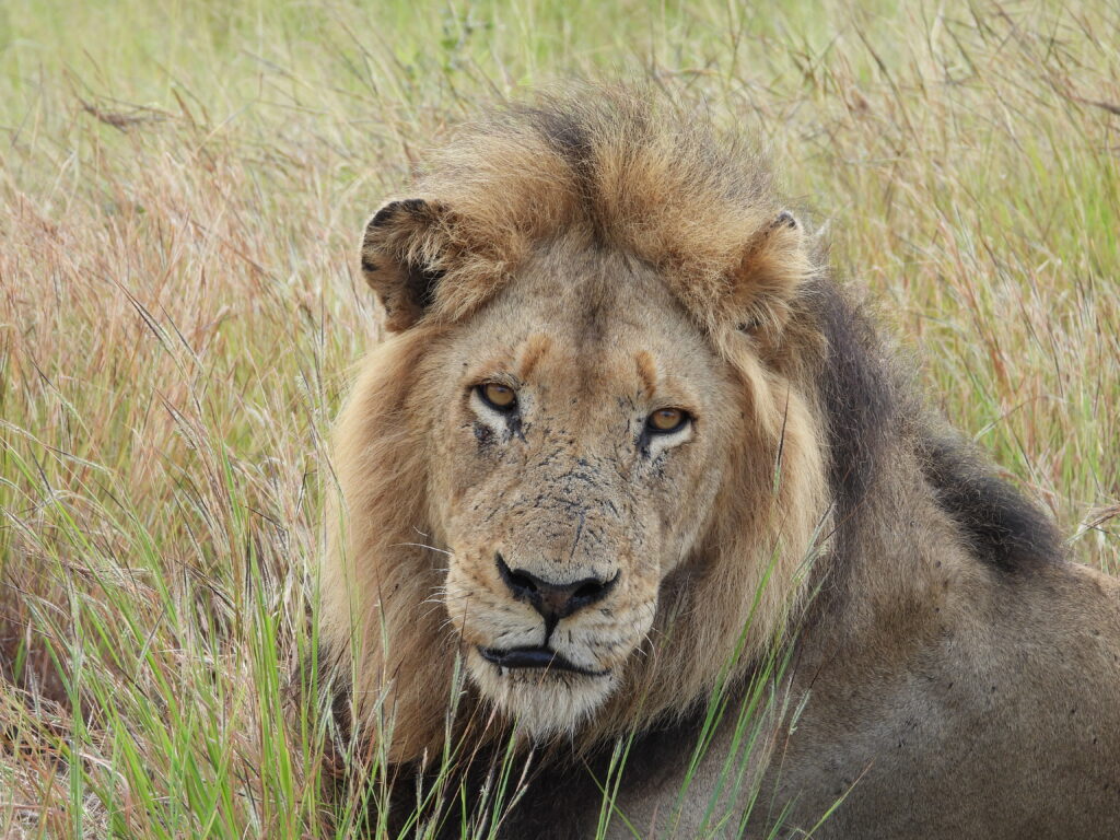 International Lion Day - Celebrating the King with Wandering Thru Privately Guided Safari's International Lion Day - Celebrating the King with Wandering Thru Privately Guided Safari's
