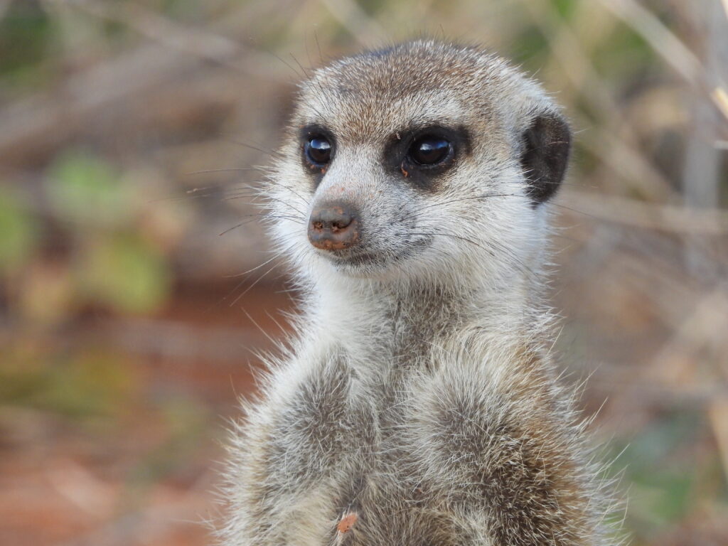 Mokalas - A suricate family of Tswalu with Wandering Thru