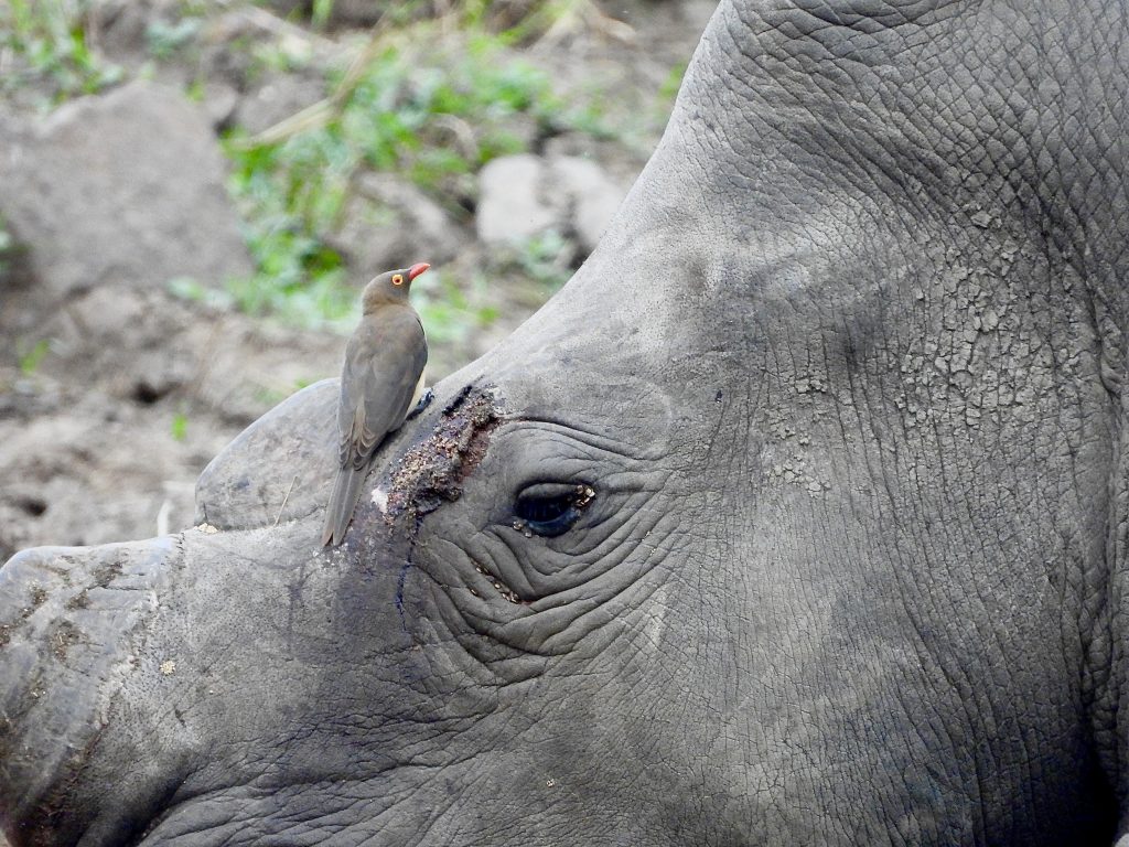 Rhino on safari with Wandering Thru.