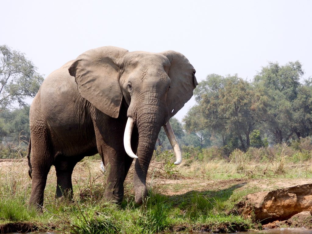 Elephant bull on safari with Wandering Thru.