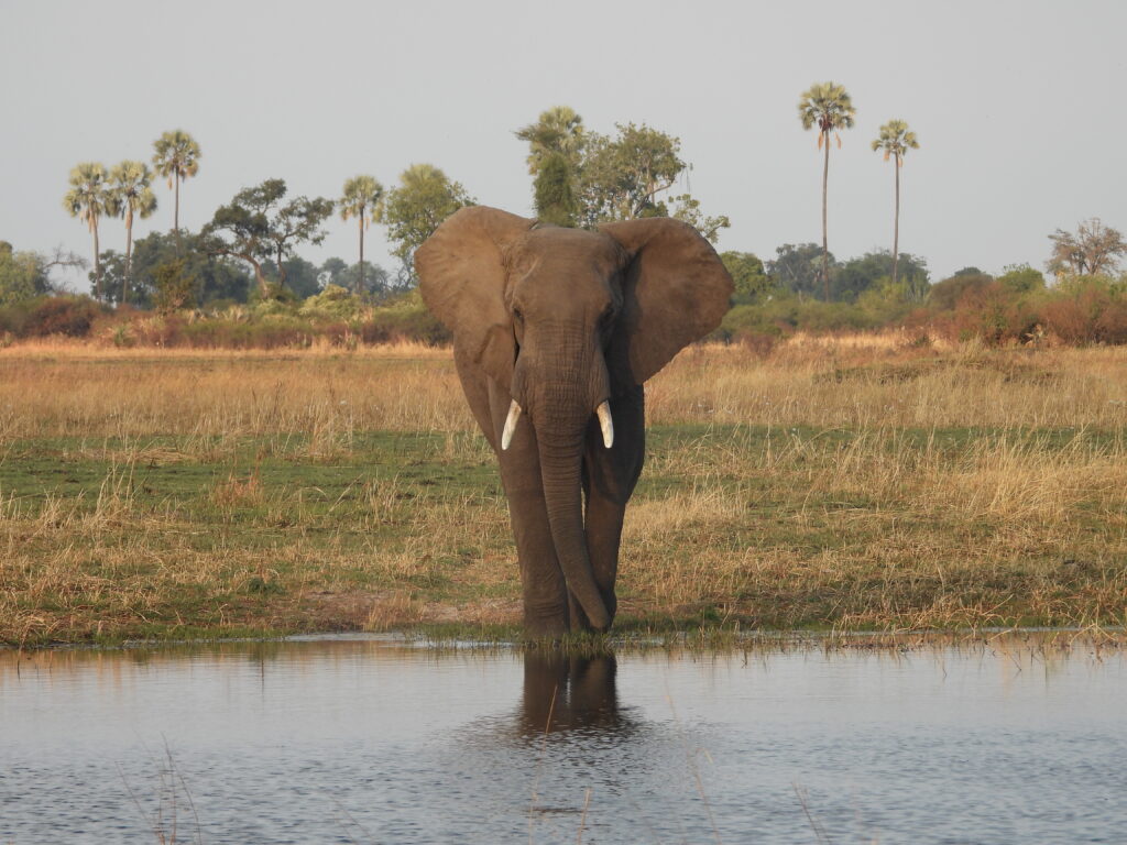 To secure your best African Safari, contact Wandering Thru without delay. World Elephant Day To secure your best African Safari, contact Wandering Thru without delay. World Elephant Day