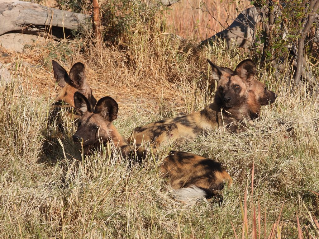 African wild dogs on safari with Wandering Thru