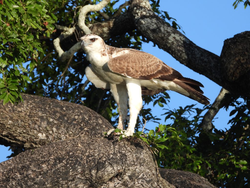 Martial eagle on safari with Wandering Thru.