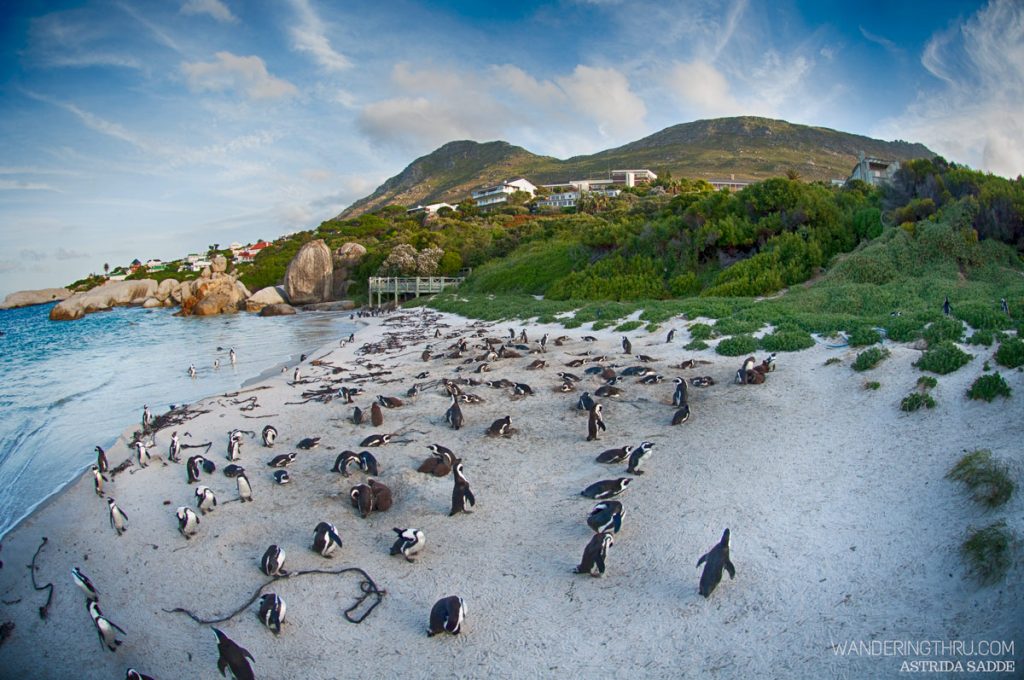 African penguins in Cape Town on safari with WanderingThru Thru.