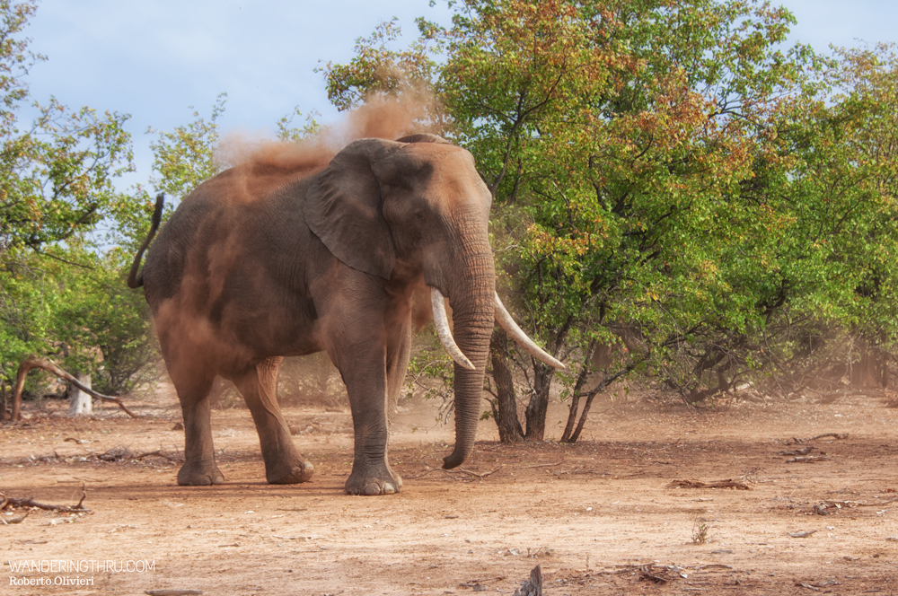 Elephant bull on safari with Wandering Thru.