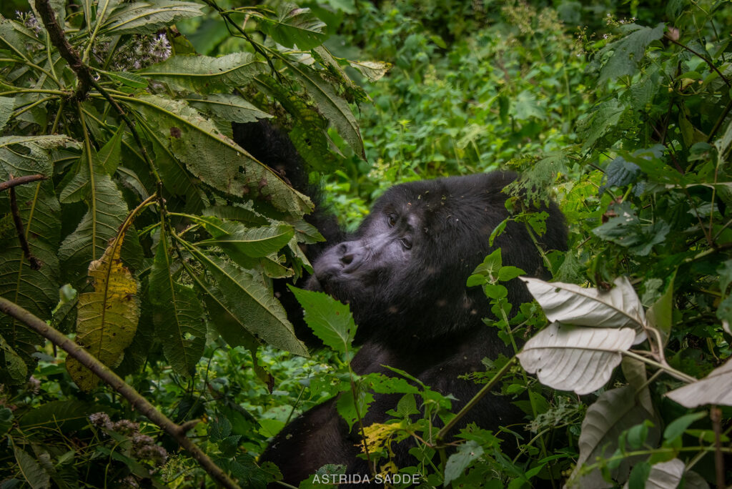Great Ape Trekking as a Solo Female Traveler Searching for Gorillas