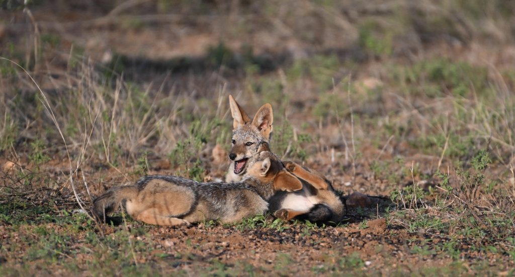 Jackal puppies on safari with Wandering Thru.