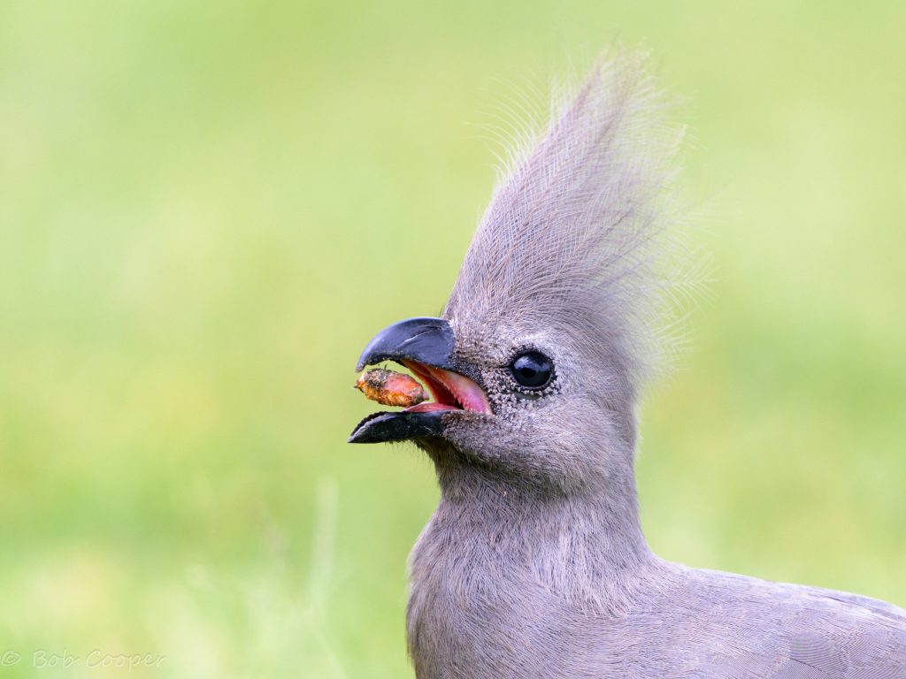 Grey-go-away bird on safari with Wandering Thru.