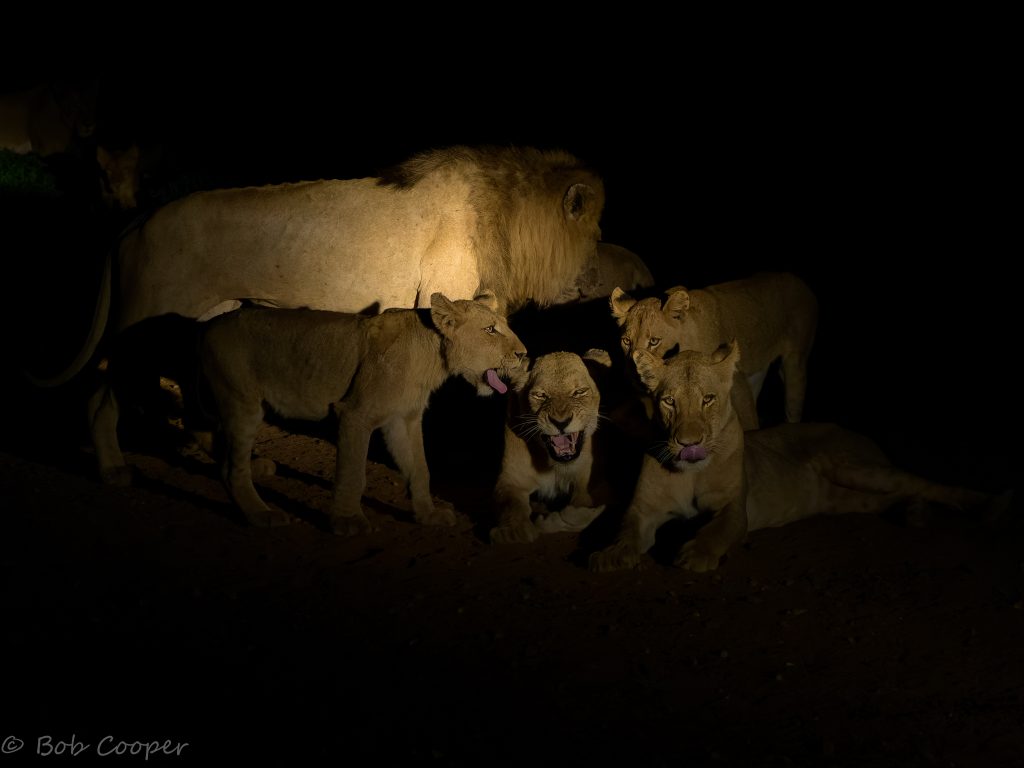 Lion pride at night on safari with Wandering Thru.