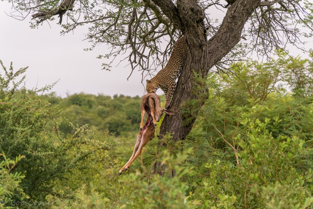 Leopard with a kill on safari with Wandering Thru.