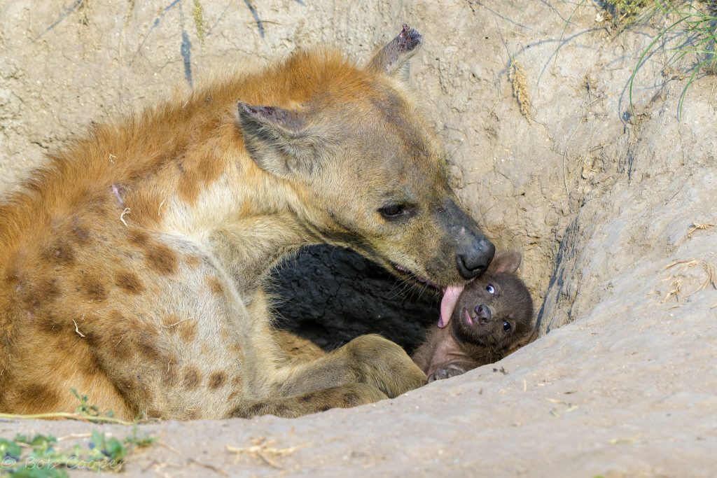 Spotted hyena and cub on safari with Wandering Thru.