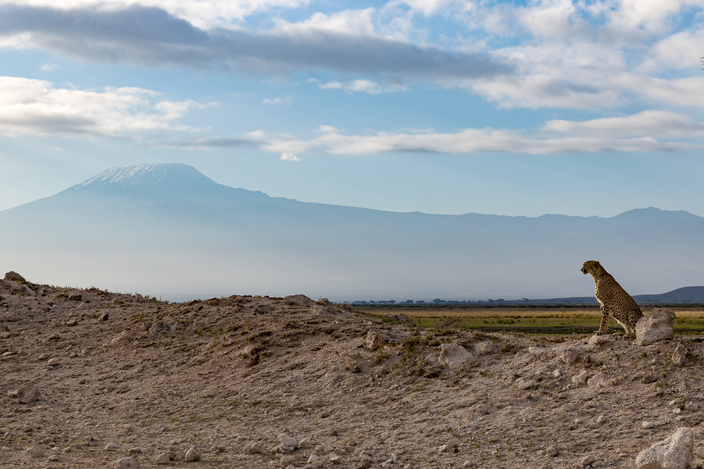 Amboseli & Masai Mara With Wandering Thru Amboseli & Masai Mara With Wandering Thru