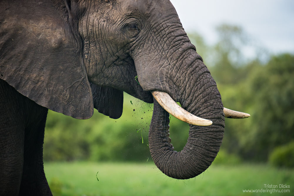 Elephant on safari with Wandering Thru.