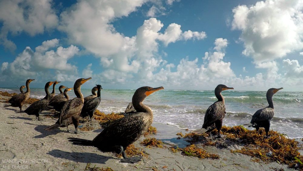 Cormorants on safari with Wandering thru.
