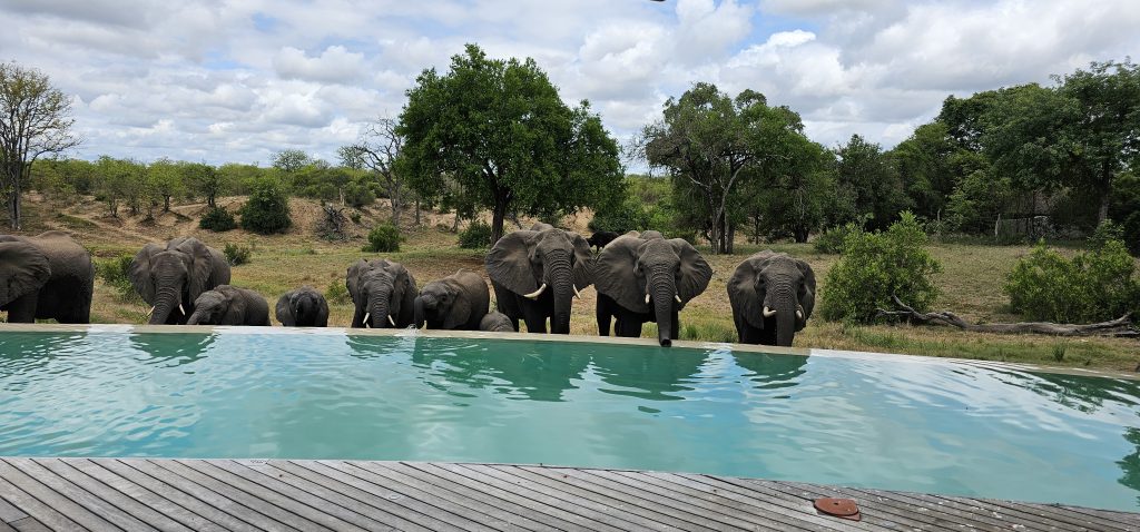 Elephants on safari with Wandering Thru