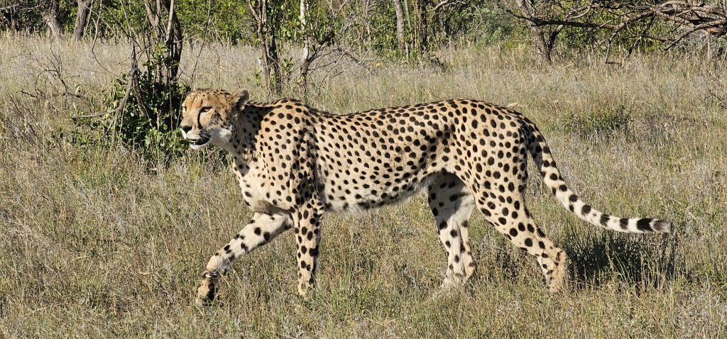 Cheetah on safari with Wandering Thru