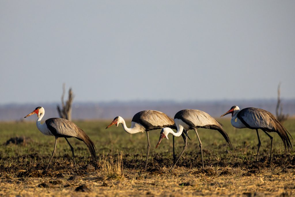 Birding on safari with Wandering Thru.