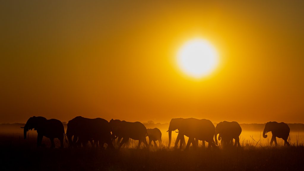 Elephants on safari at sunset with Wandering Thru.