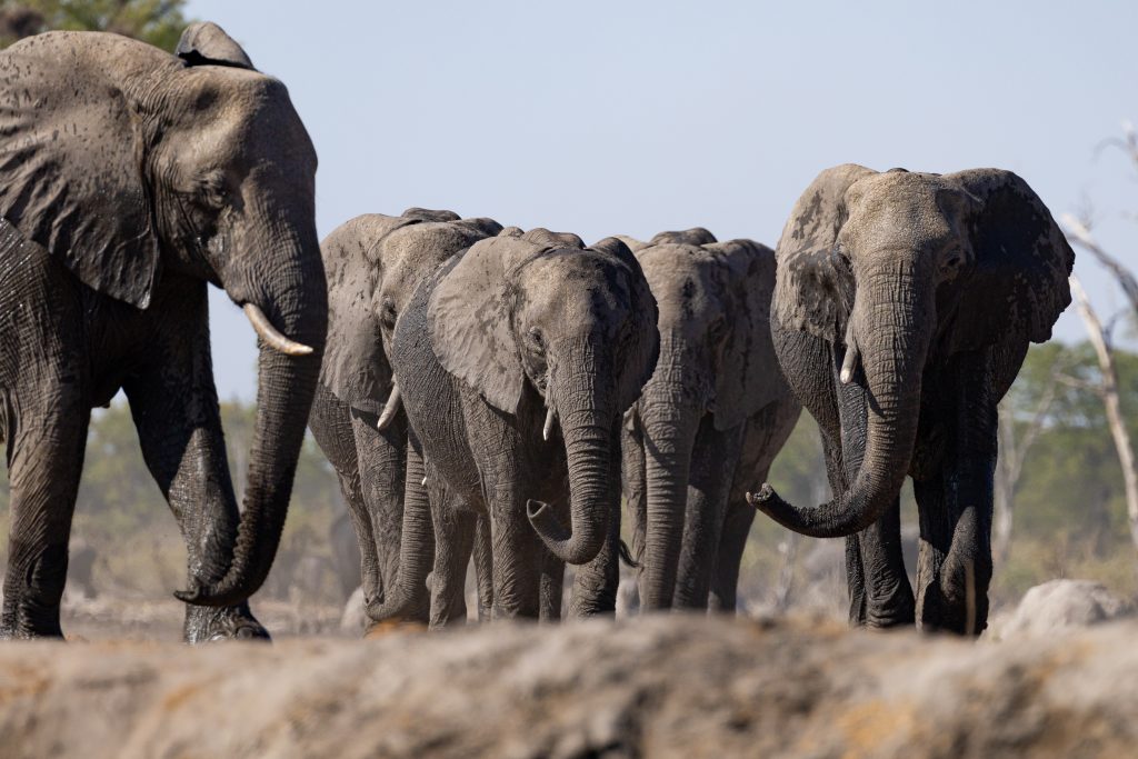Elephants from sunken hide on safari with Wandering Thru.
