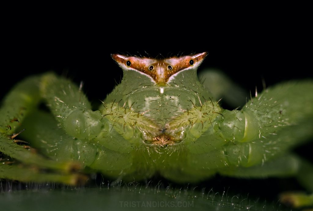 Spider on safari with Wandering Thru.