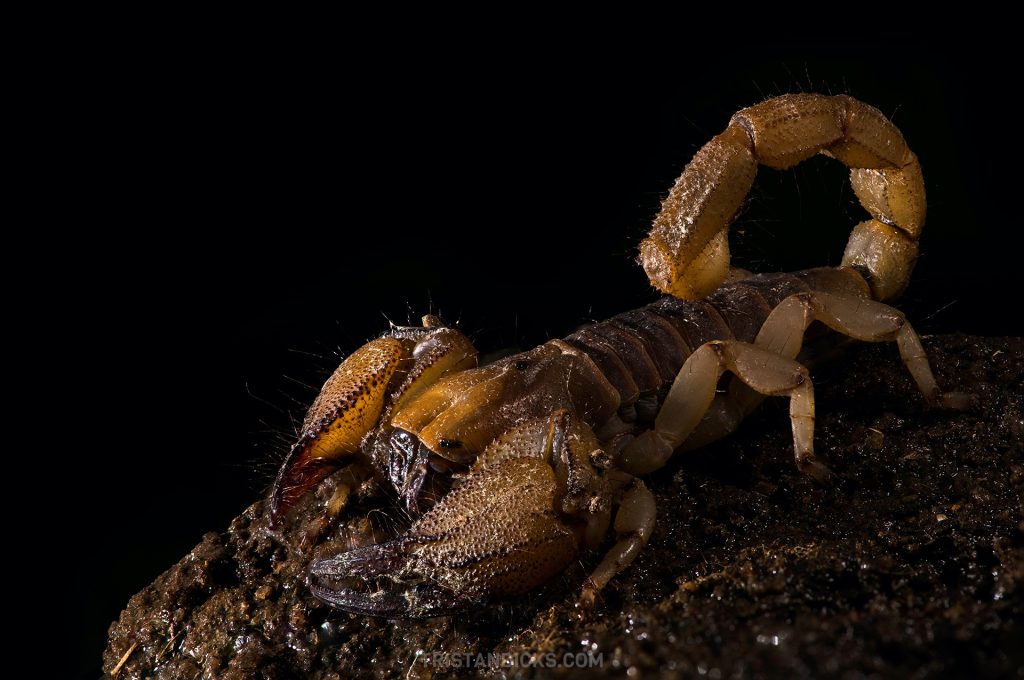 Scorpion on safari with Wandering Thru.