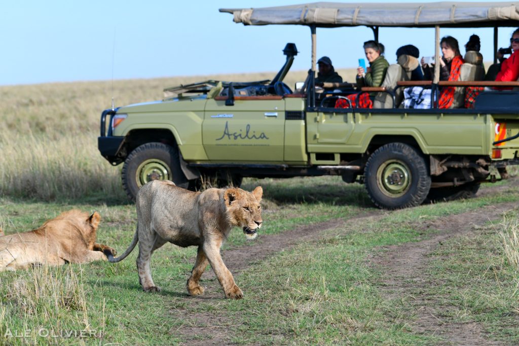 Lions on safari with Wandering Thru