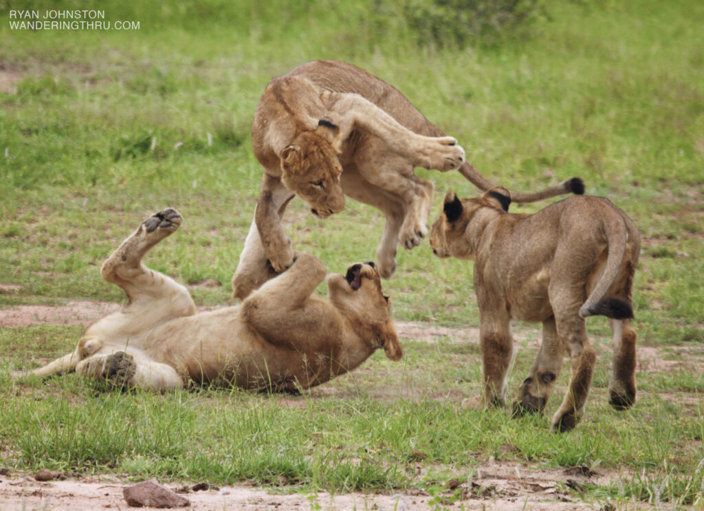 International Lion Day - Celebrating the King with Wandering Thru Privately Guided Safari's International Lion Day - Celebrating the King with Wandering Thru Privately Guided Safari's