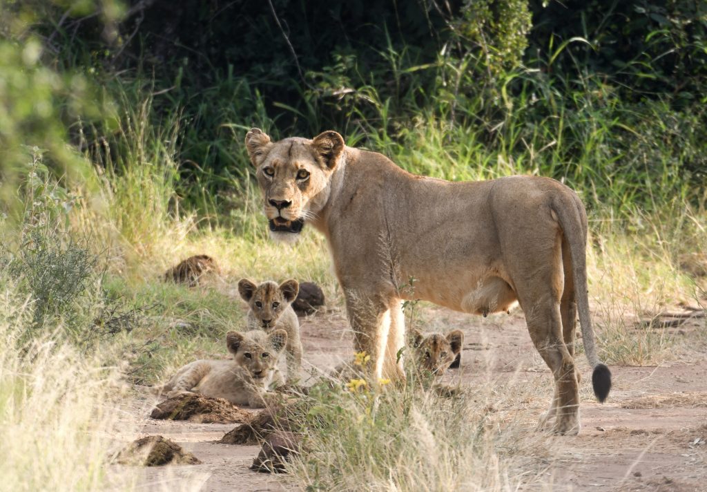 Lioness with cubs on safari at Wandering Thru.